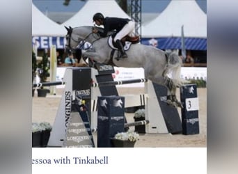 KWPN, Unknown, Embryo