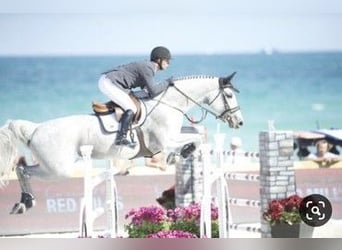 KWPN, Unknown, Embryo