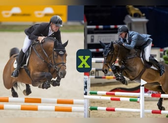 KWPN, Onbekend, Embryo