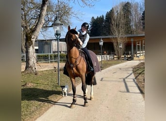 KWPN, Étalon, 14 Ans, 163 cm, Bai