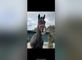 KWPN, Étalon, 1 Année, 130 cm, Bai brun foncé