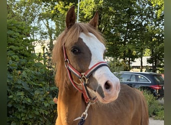 KWPN, Étalon, 1 Année, 135 cm, Alezan