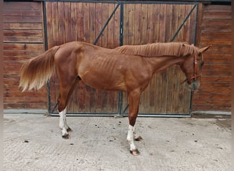 KWPN, Étalon, 1 Année, 157 cm