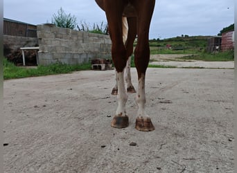KWPN, Étalon, 1 Année, 157 cm