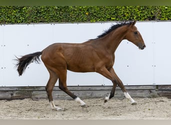 KWPN, Étalon, 1 Année, 159 cm, Bai