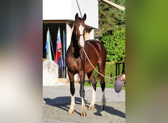 KWPN, Étalon, 1 Année, 166 cm, Bai