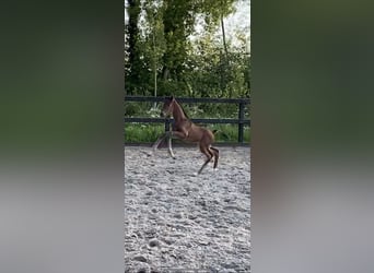 KWPN, Étalon, 1 Année, Bai brun