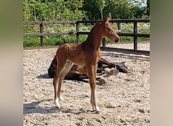 KWPN, Étalon, 1 Année, Bai brun
