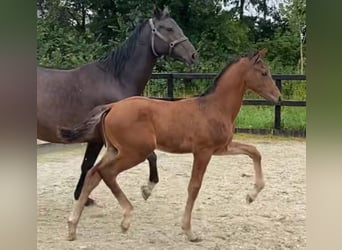 KWPN, Étalon, 1 Année, Bai brun