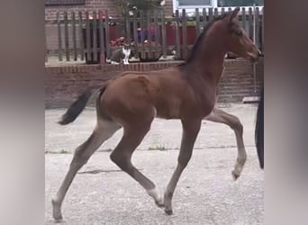 KWPN, Étalon, 1 Année, Bai brun