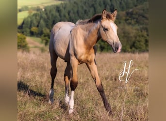 KWPN, Étalon, 1 Année, Isabelle