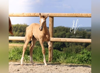 KWPN, Étalon, 1 Année, Isabelle