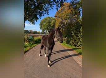 KWPN, Étalon, 1 Année, Noir