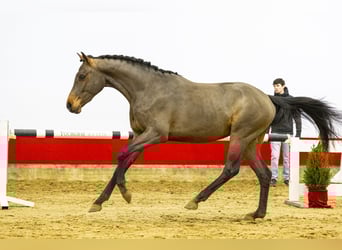 KWPN, Étalon, 2 Ans, 160 cm, Bai