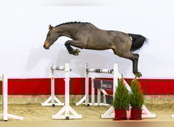 KWPN, Étalon, 2 Ans, 160 cm, Bai