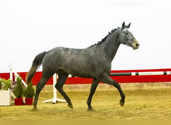 KWPN, Étalon, 2 Ans, 160 cm, Gris pommelé