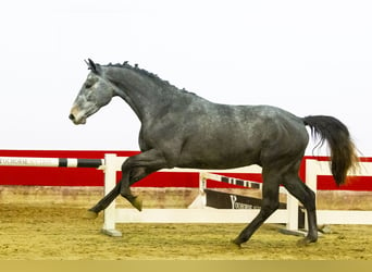 KWPN, Étalon, 2 Ans, 160 cm, Gris pommelé