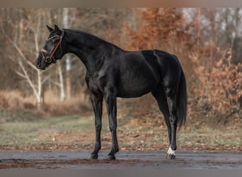 KWPN, Étalon, 2 Ans, 163 cm, Noir