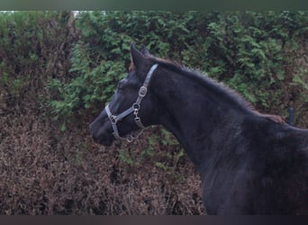 KWPN, Étalon, 2 Ans, 164 cm, Noir