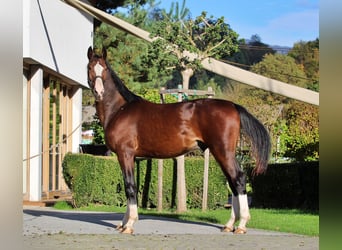 KWPN, Étalon, 2 Ans, 166 cm, Bai