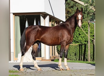 KWPN, Étalon, 2 Ans, 166 cm, Bai