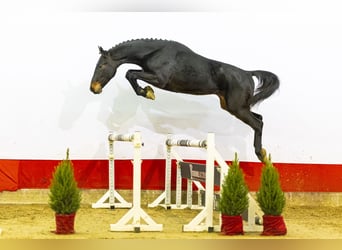 KWPN, Étalon, 2 Ans, 166 cm, Bai brun