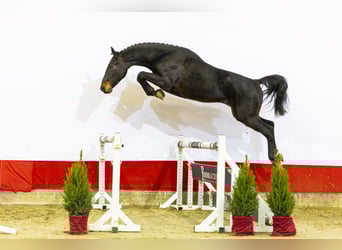 KWPN, Étalon, 2 Ans, 166 cm, Bai brun