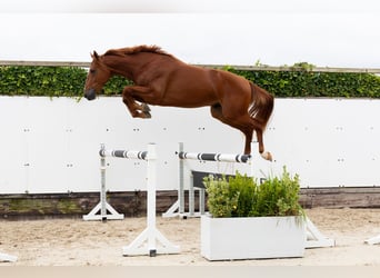 KWPN, Étalon, 2 Ans, 167 cm, Alezan