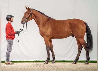 KWPN, Étalon, 2 Ans, 168 cm, Bai