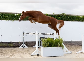 KWPN, Étalon, 2 Ans, 169 cm, Alezan