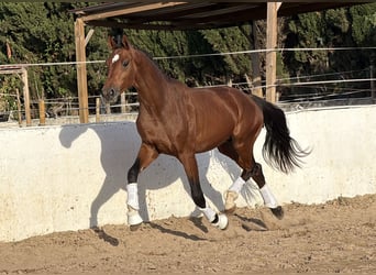 KWPN, Étalon, 2 Ans, 169 cm, Bai