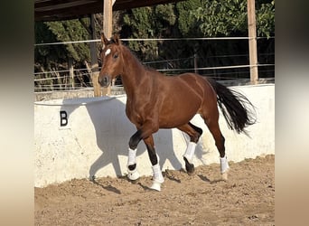 KWPN, Étalon, 2 Ans, 169 cm, Bai