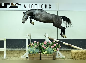 KWPN, Étalon, 2 Ans, 169 cm, Gris pommelé