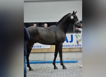 KWPN, Étalon, 2 Ans, 170 cm, Bai brun foncé