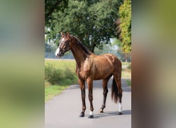 KWPN, Étalon, 2 Ans, 172 cm, Bai