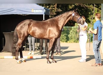 KWPN, Étalon, 2 Ans, 174 cm, Bai brun foncé