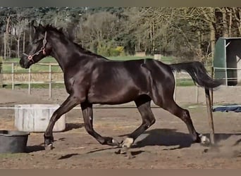 KWPN, Étalon, 2 Ans, 174 cm, Bai brun foncé