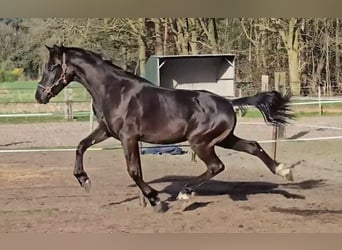 KWPN, Étalon, 2 Ans, 174 cm, Bai brun foncé