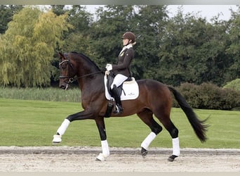 KWPN, Étalon, 2 Ans, 174 cm, Bai brun foncé