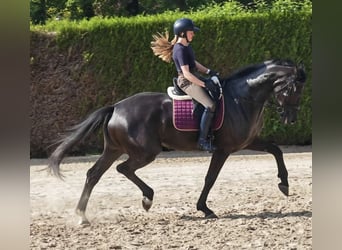 KWPN, Étalon, 2 Ans, 174 cm, Bai brun foncé