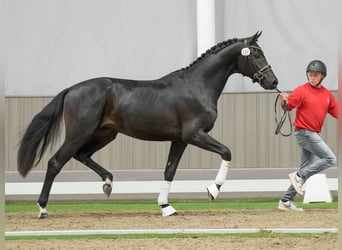 KWPN, Étalon, 2 Ans, Bai brun foncé