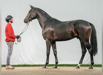 KWPN, Étalon, 2 Ans, Bai brun foncé