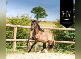 KWPN, Étalon, 2 Ans, Grullo