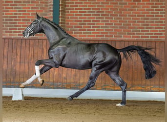 KWPN, Étalon, 2 Ans, Noir