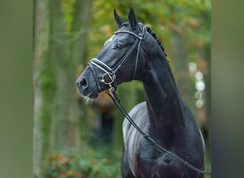 KWPN, Étalon, 2 Ans, Noir