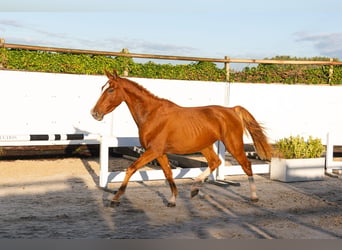 KWPN, Étalon, 3 Ans, 157 cm, Alezan
