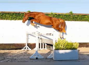 KWPN, Étalon, 3 Ans, 157 cm, Alezan