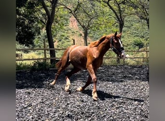 KWPN, Étalon, 3 Ans, 160 cm, Alezan brûlé
