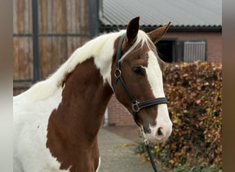 KWPN, Étalon, 3 Ans, 160 cm, Pinto
