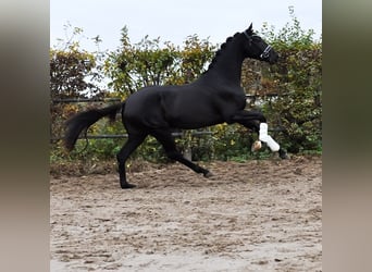 KWPN, Étalon, 3 Ans, 163 cm, Bai brun foncé